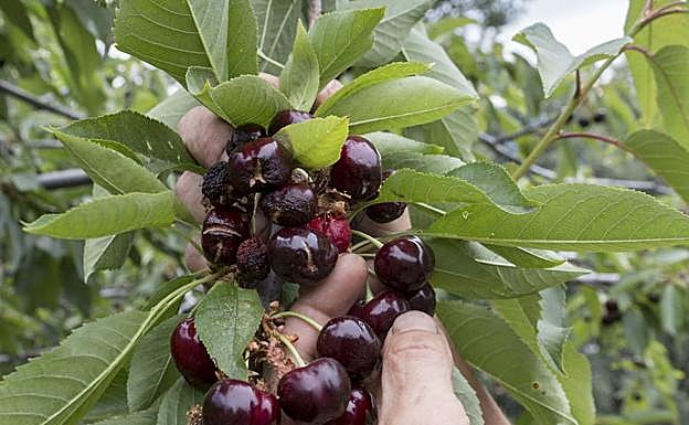 Campaña de recogida de la cereza en el Jerte