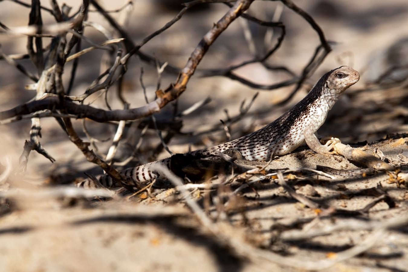 Un lagarto de cola de cebra se guarece en la sombra de varias ramas secas en las dunas de Mesquite