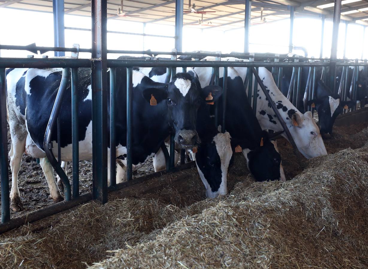 Fotos: El vacuno de leche resiste y siguen activas un centenar de explotaciones en la región