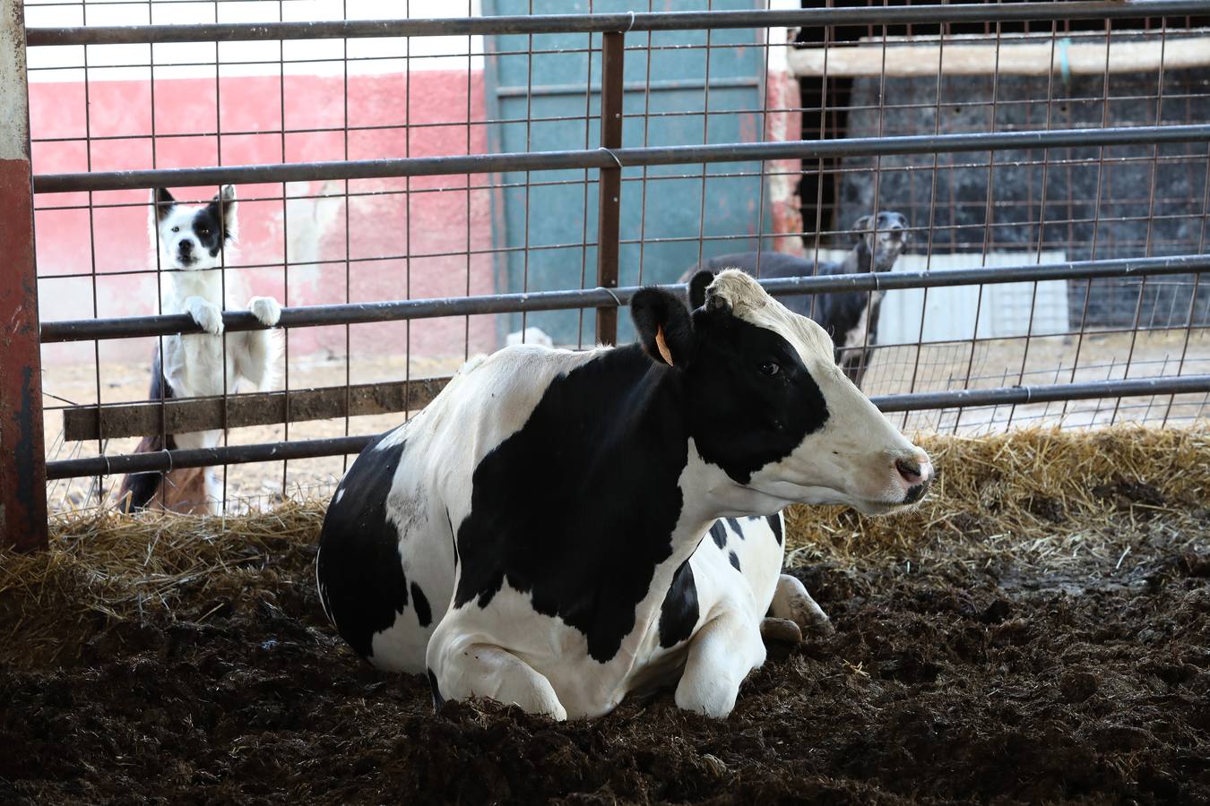 Fotos: El vacuno de leche resiste y siguen activas un centenar de explotaciones en la región