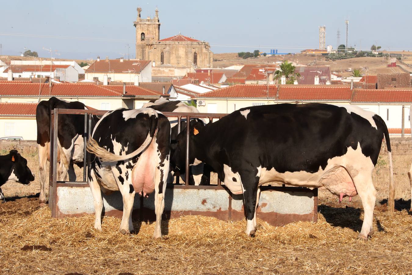 Fotos: El vacuno de leche resiste y siguen activas un centenar de explotaciones en la región