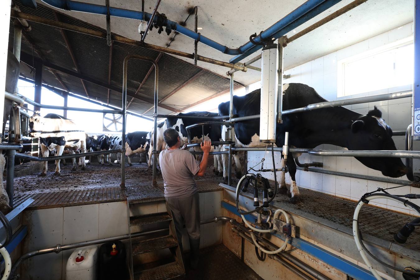 Fotos: El vacuno de leche resiste y siguen activas un centenar de explotaciones en la región