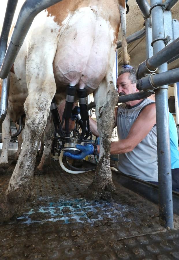 Fotos: El vacuno de leche resiste y siguen activas un centenar de explotaciones en la región
