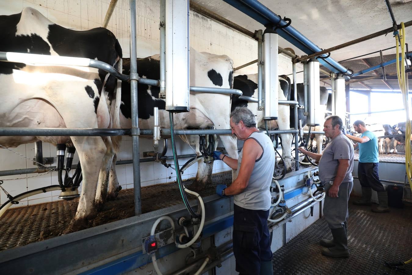 Fotos: El vacuno de leche resiste y siguen activas un centenar de explotaciones en la región