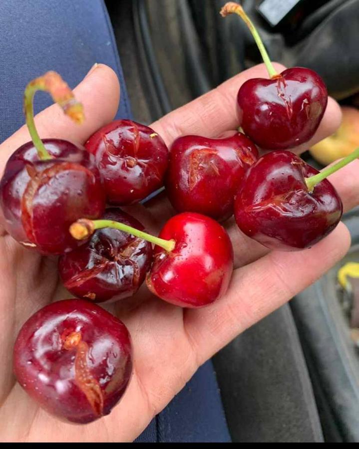 Fotos: Granizada en Tornavacas