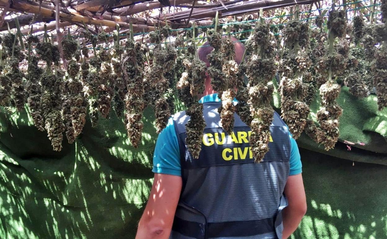 Agentes de la Guardia Civil inspeccionan un secadero de marihuana en una finca en Alburquerque.