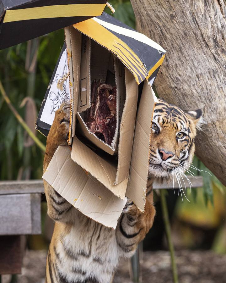 Indrah, un tigre de Sumatra de nueve años de edad durante el Día Internacional del Tigre en el Zoológico de Melbourne en Melbourne