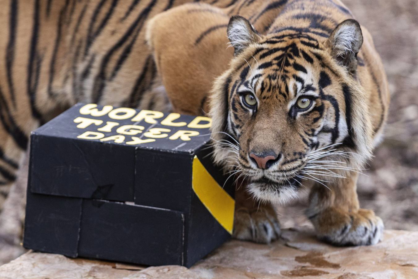 Indrah, un tigre de Sumatra de nueve años de edad durante el Día Internacional del Tigre en el Zoológico de Melbourne en Melbourne