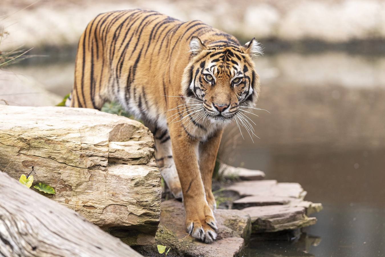 Indrah, un tigre de Sumatra de nueve años de edad durante el Día Internacional del Tigre en el Zoológico de Melbourne en Melbourne