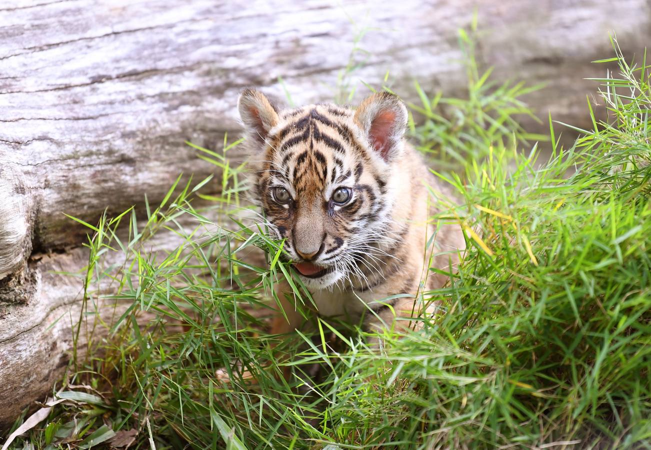 Nelson, un cachorro de tigre de Sumatra de ocho semanas de edad, será visto en su primera salida en el Día Internacional del Tigre en el Zoológico de Australia en Beerwah