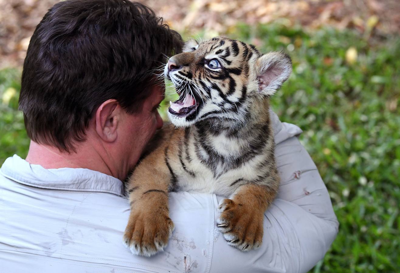 Nelson, un cachorro de tigre de Sumatra de ocho semanas de edad, será visto en su primera salida en el Día Internacional del Tigre en el Zoológico de Australia en Beerwah