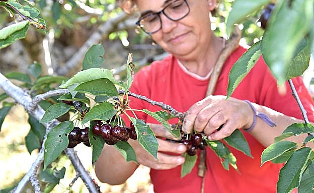 Las explotaciones suelen ser de carácter familiar.