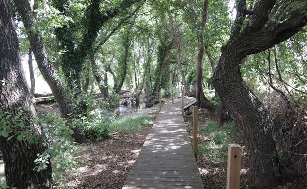 Pasarela de madera río arriba para paseos por un bosque ribereño:: J.L.G.