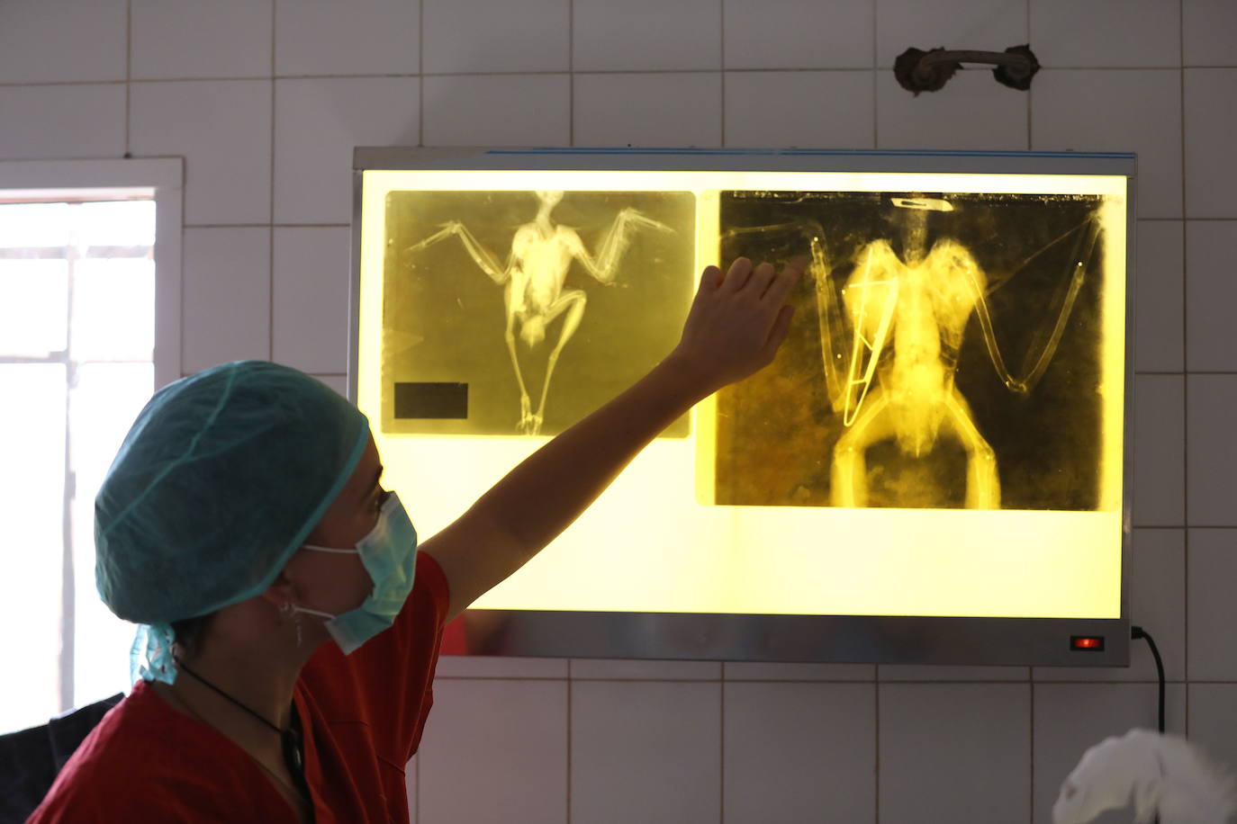 Fotos: Medicina quirúrgica en aves con traumatismos mediante la utilización de huesos de aves fallecidas