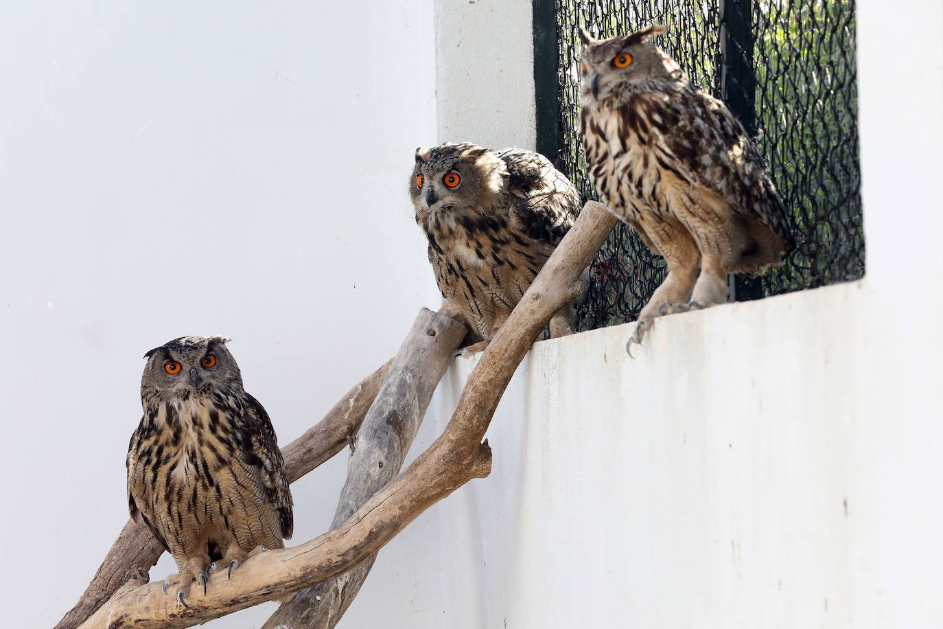 Fotos: Medicina quirúrgica en aves con traumatismos mediante la utilización de huesos de aves fallecidas