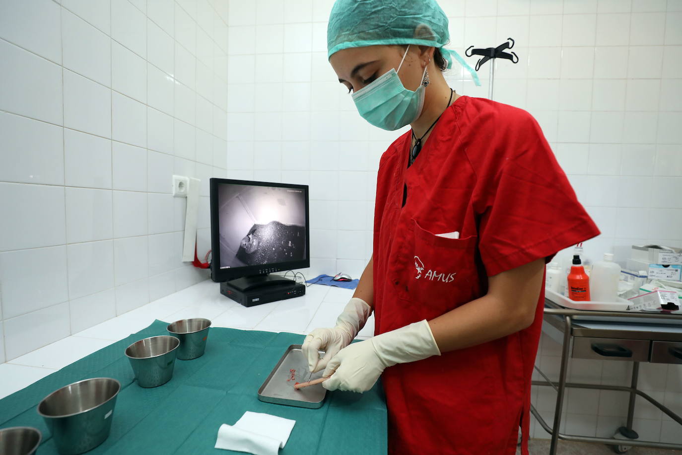 Fotos: Medicina quirúrgica en aves con traumatismos mediante la utilización de huesos de aves fallecidas