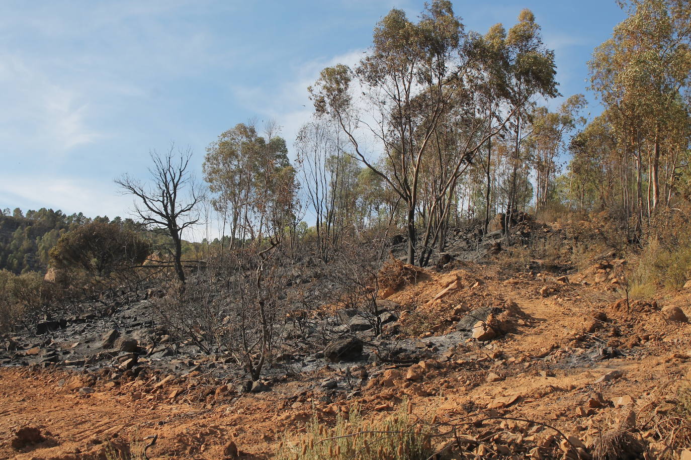 Fotos: Imágenes del incendio que ha afectado a un pinar de Monesterio