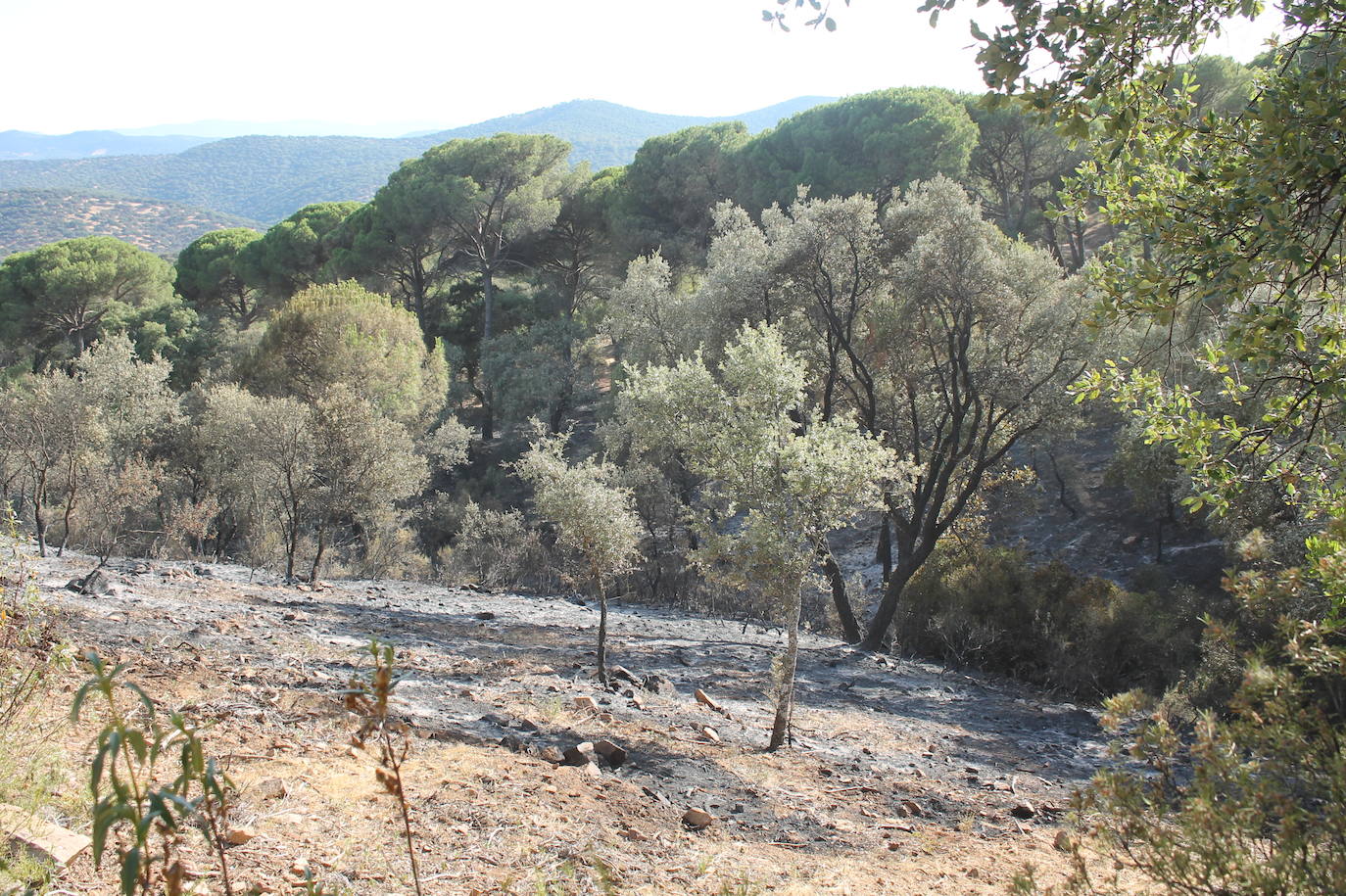 Fotos: Imágenes del incendio que ha afectado a un pinar de Monesterio