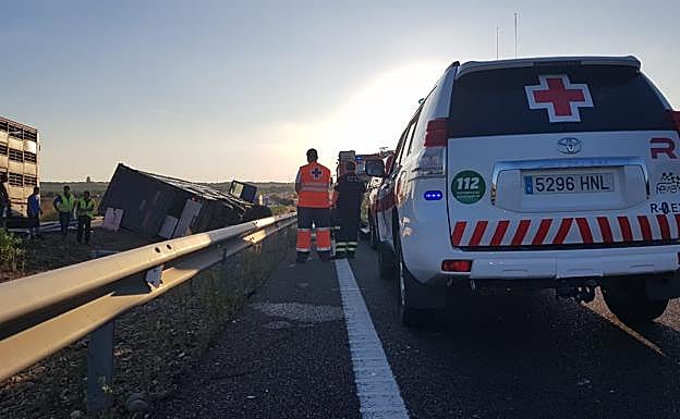 Un camión cargado de cerdos vuelca en la mediana de la A-5 en Talavera la Real