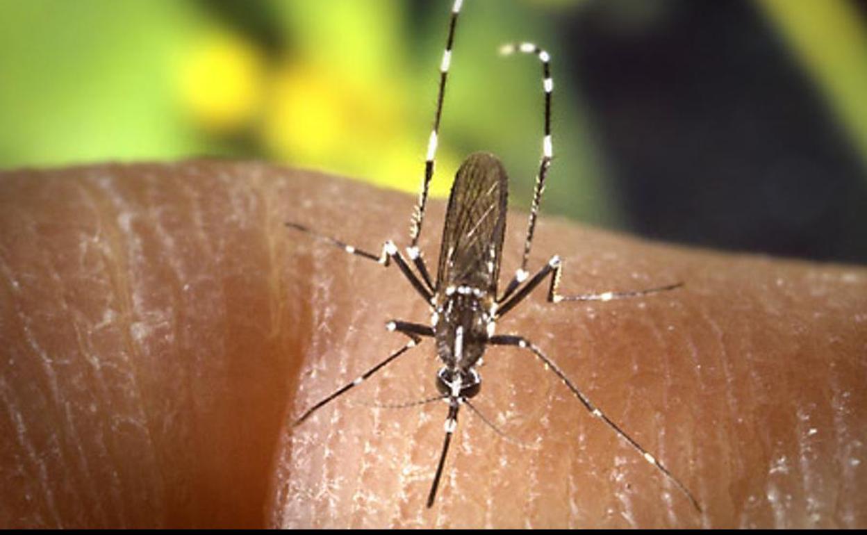Mosquitos, el enemigo animal más mortal de la historia