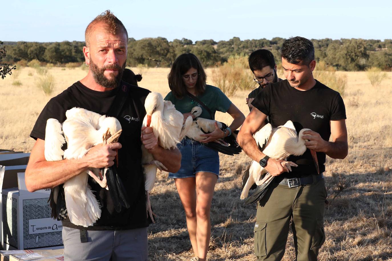 Fotos: Aves que emprenden de nuevo el vuelo