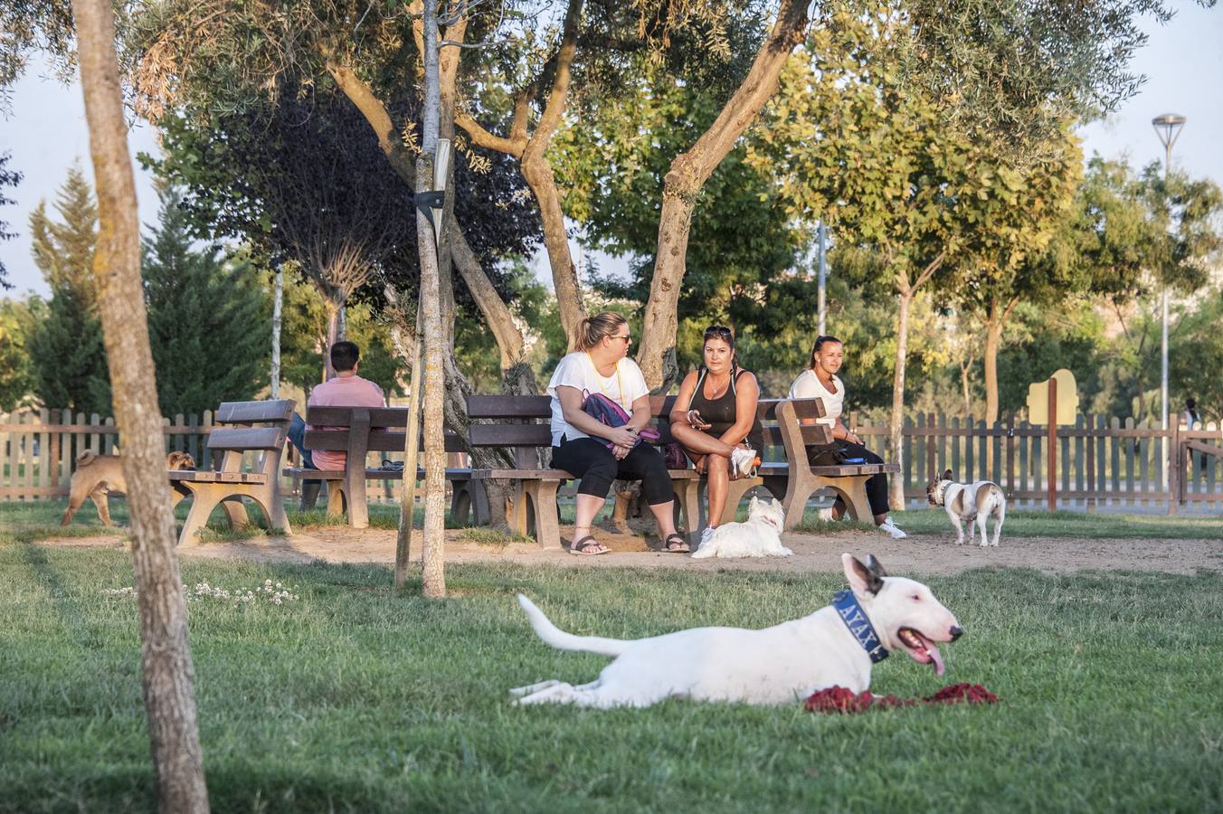 Fotos: El parque donde solo juegan los perros