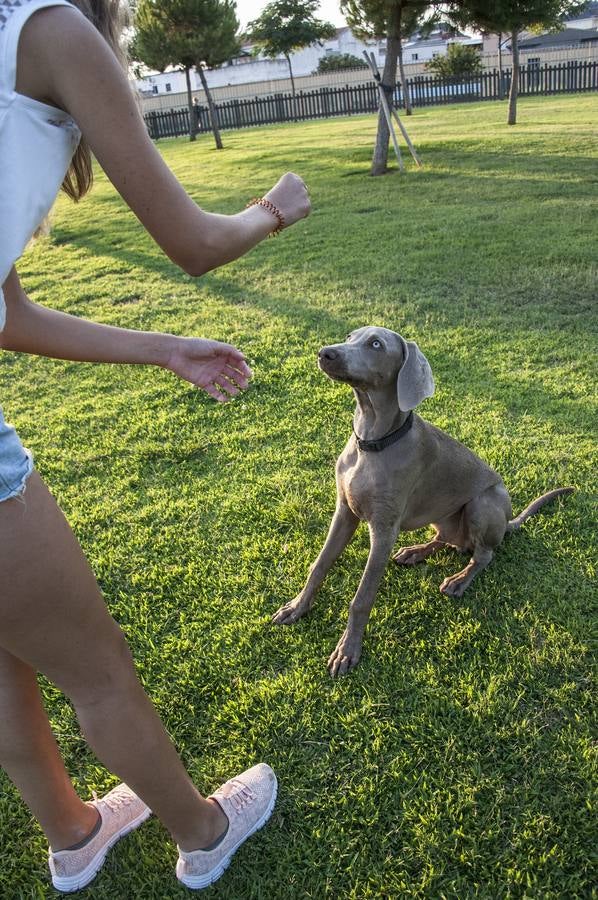 Fotos: El parque donde solo juegan los perros