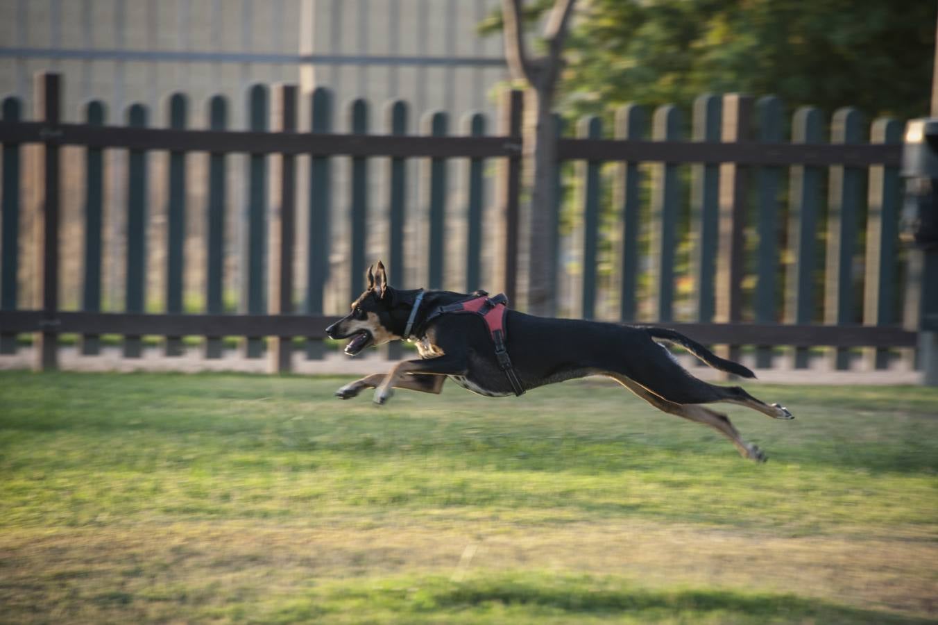 Fotos: El parque donde solo juegan los perros