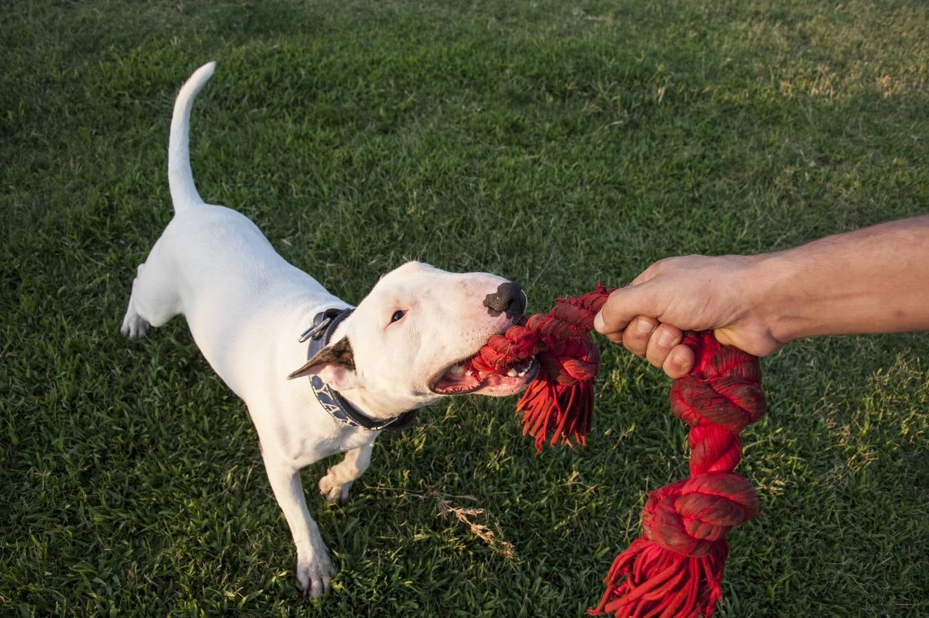 Fotos: El parque donde solo juegan los perros