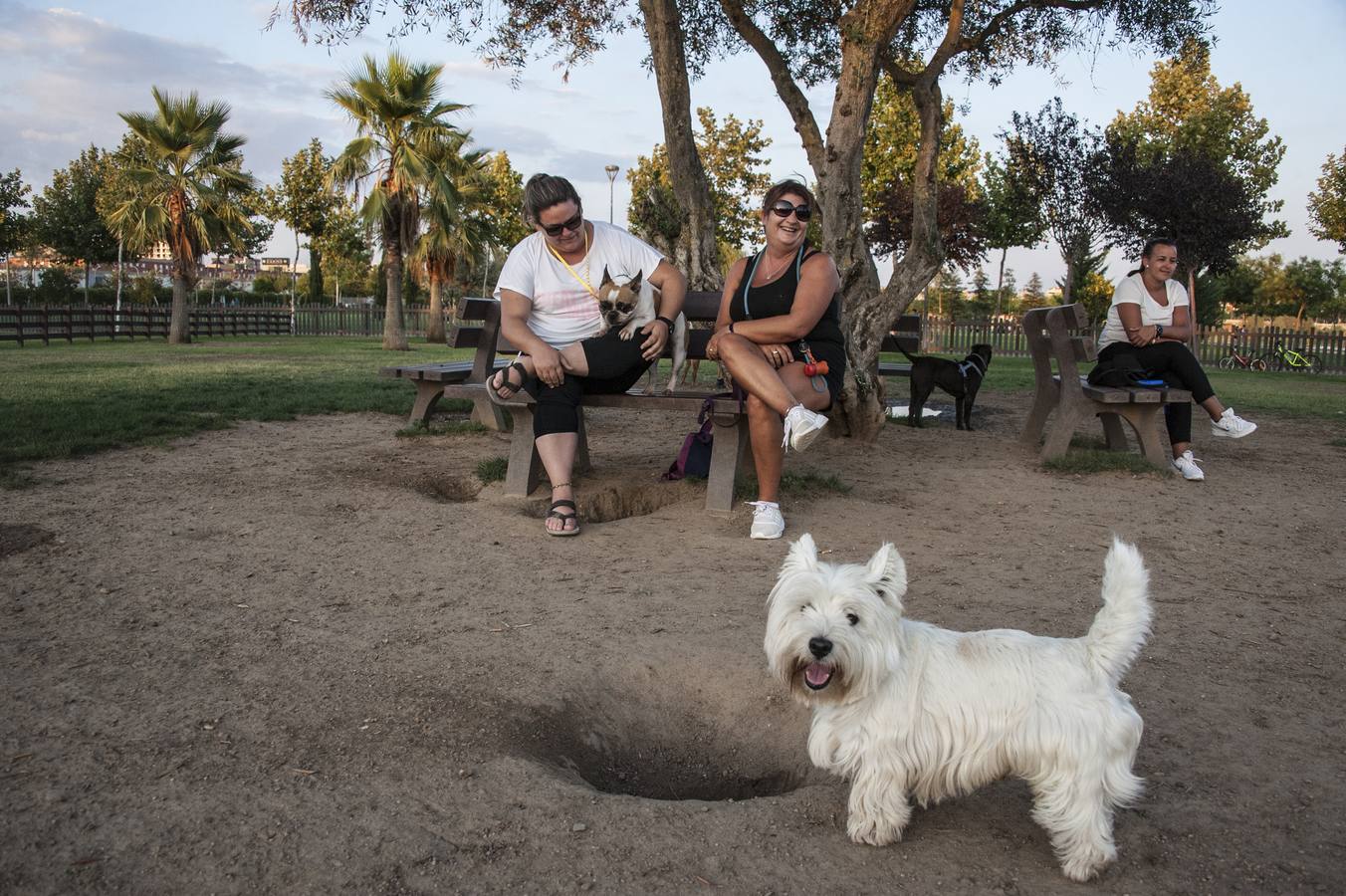 Fotos: El parque donde solo juegan los perros