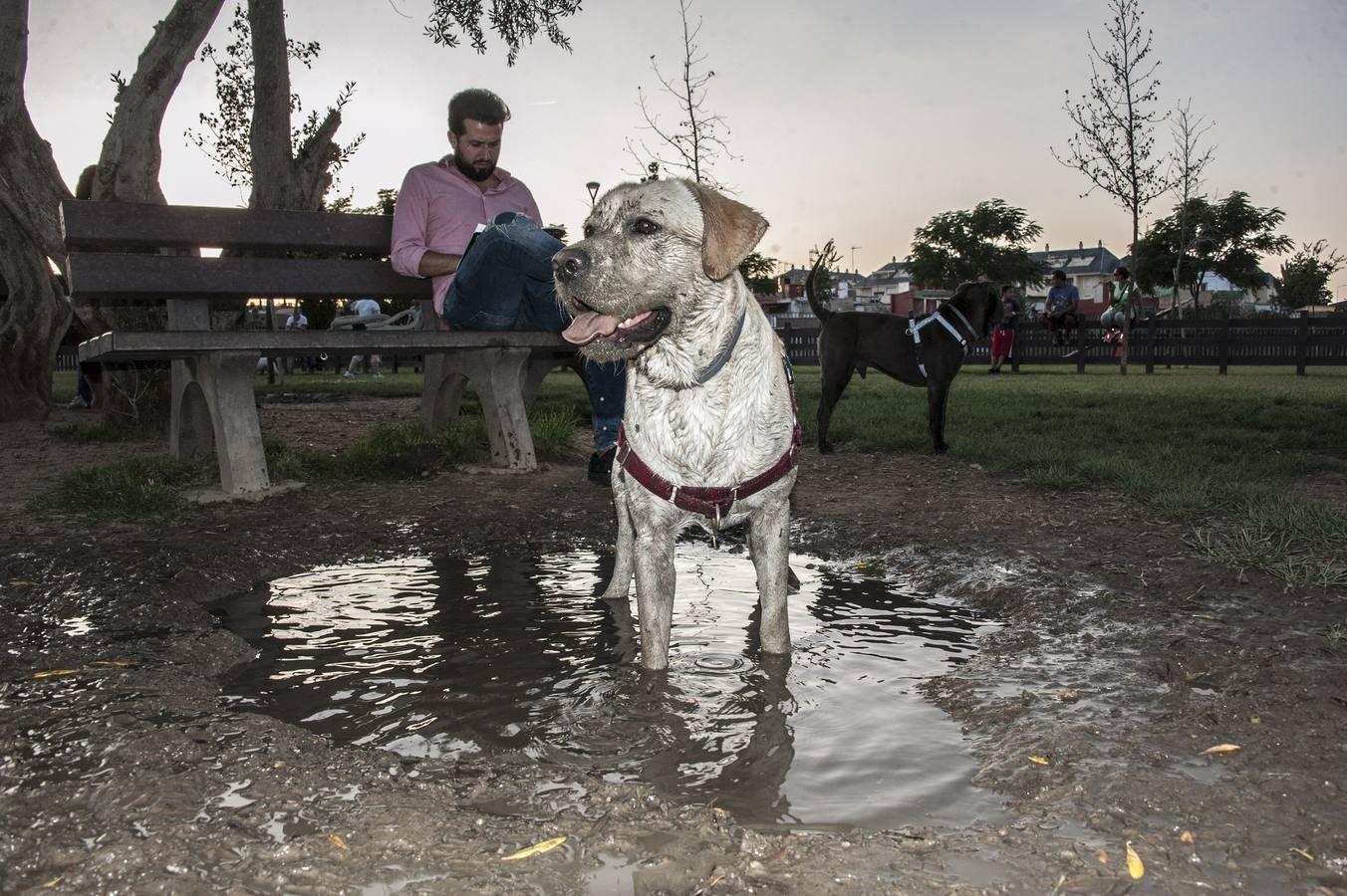 Fotos: El parque donde solo juegan los perros