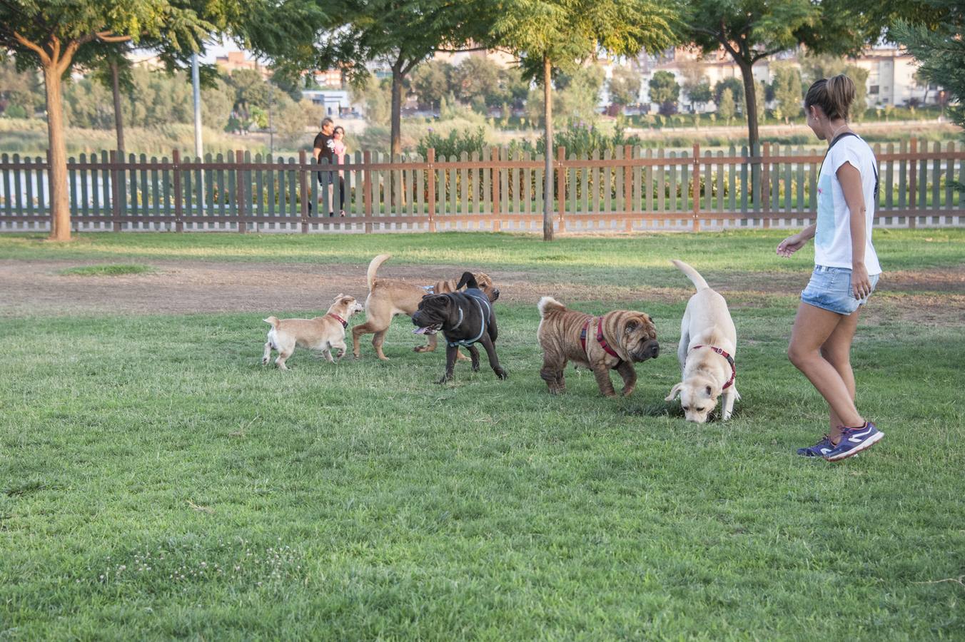 Fotos: El parque donde solo juegan los perros
