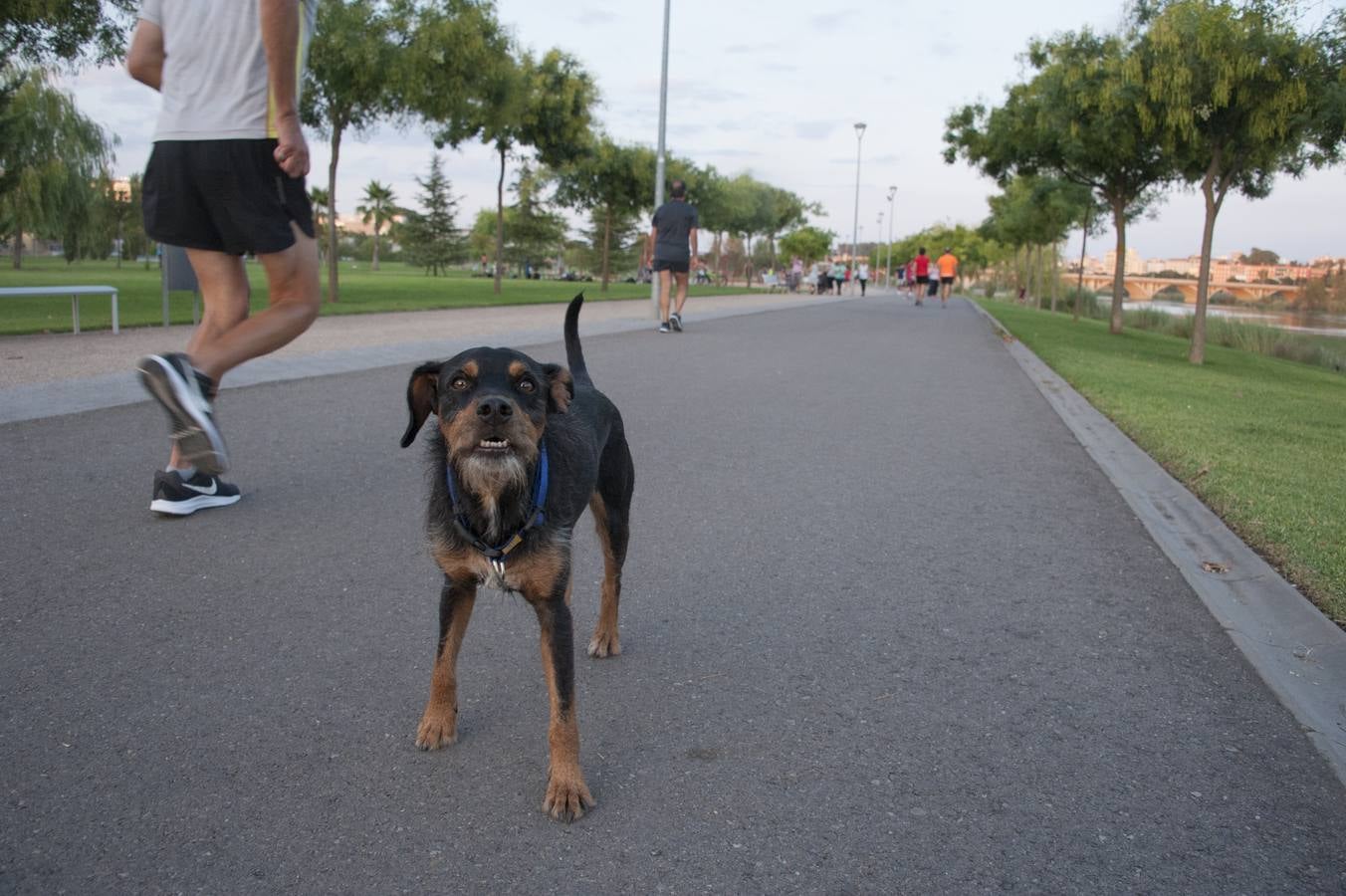 Fotos: El parque donde solo juegan los perros