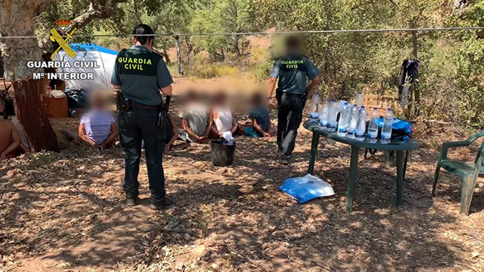 Fotos: 22.000 plantas de cánnabis en la dehesa extremeña