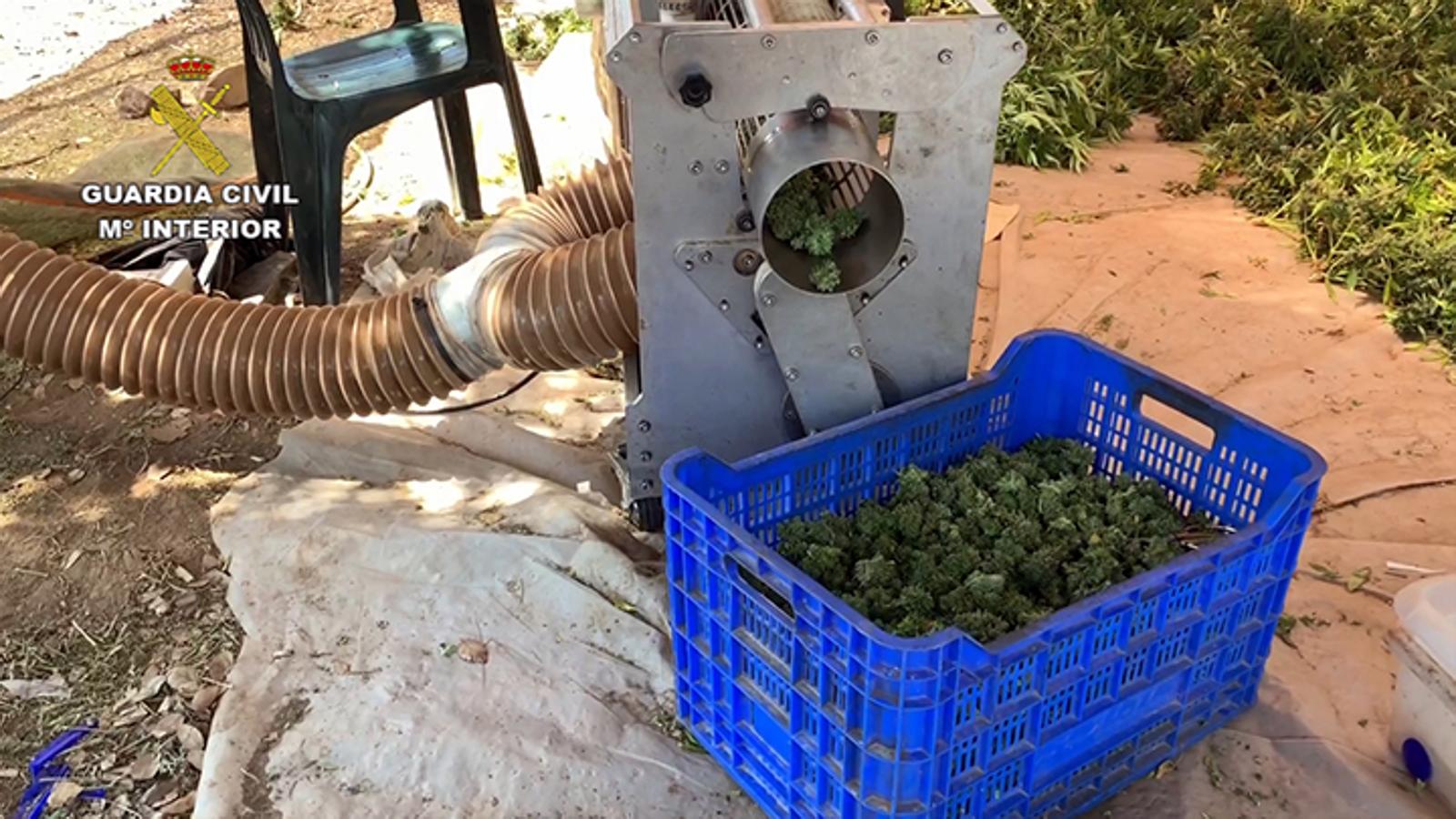 Fotos: 22.000 plantas de cánnabis en la dehesa extremeña