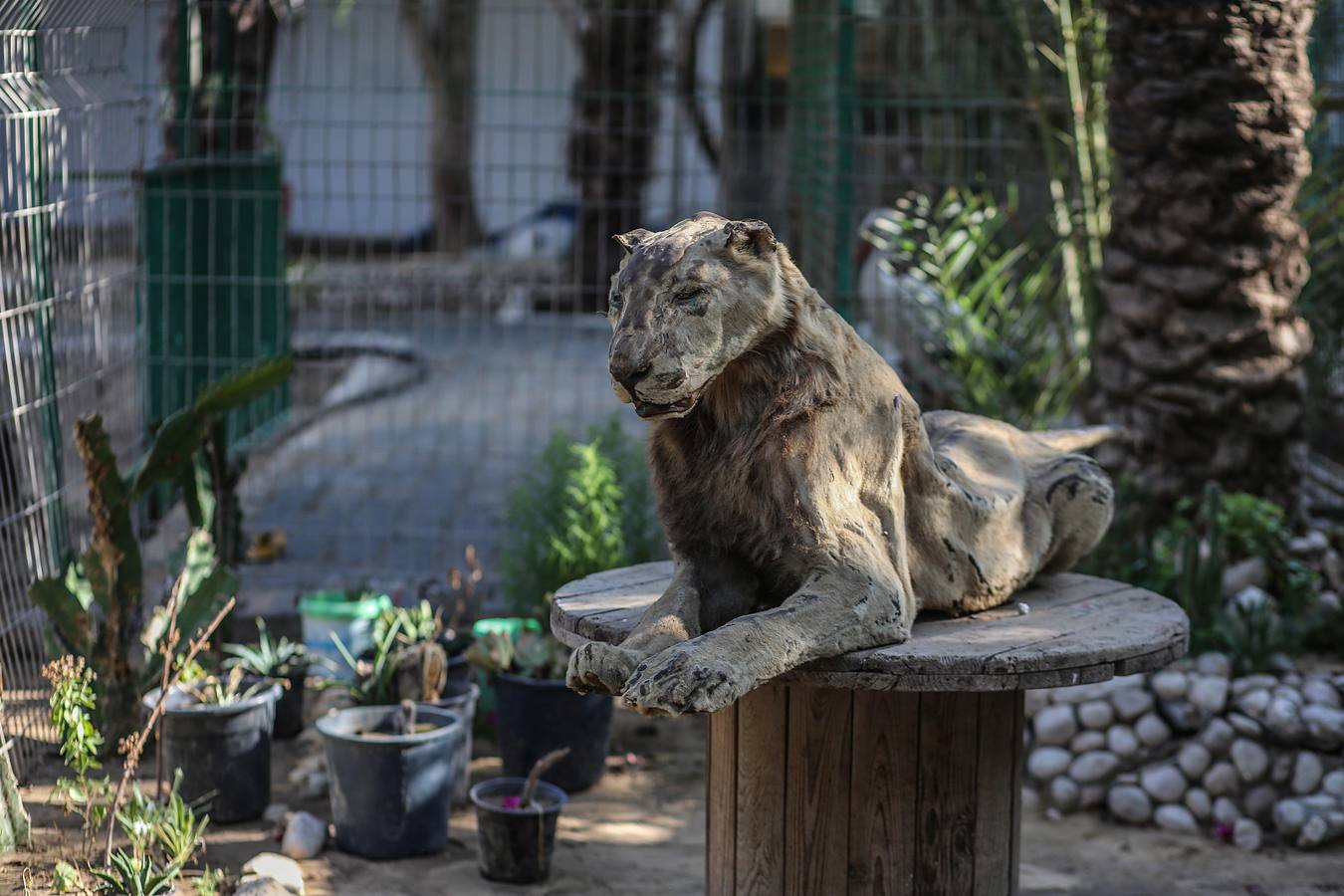 Fotos: Tres leones recién nacidos en Gaza