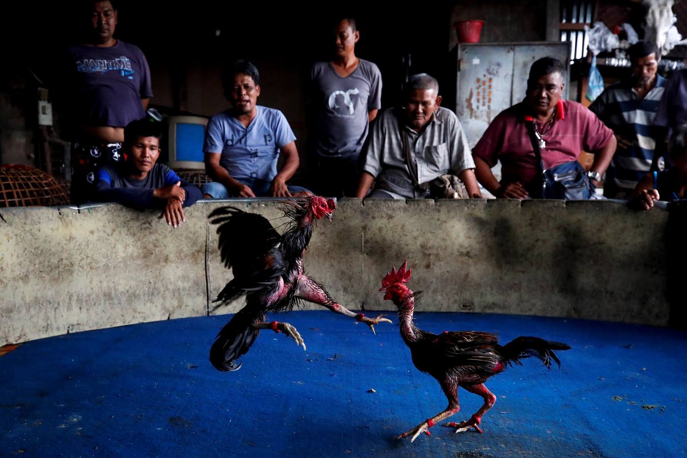 Fotos: Peleas de gallos en Tailandia