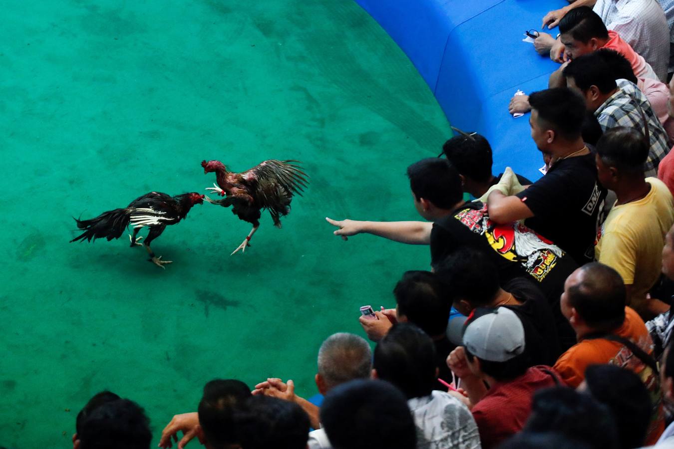 Fotos: Peleas de gallos en Tailandia