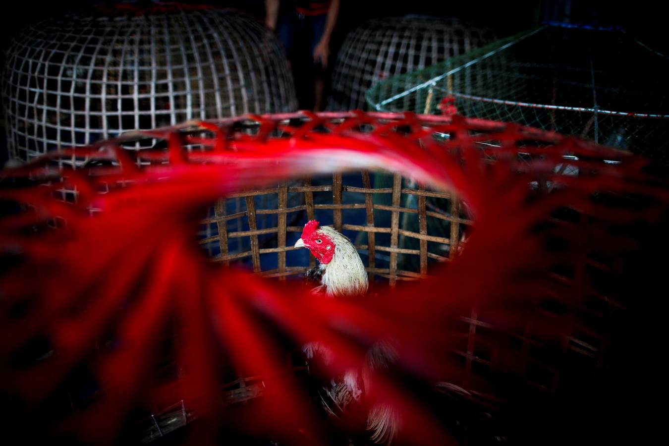 Fotos: Peleas de gallos en Tailandia