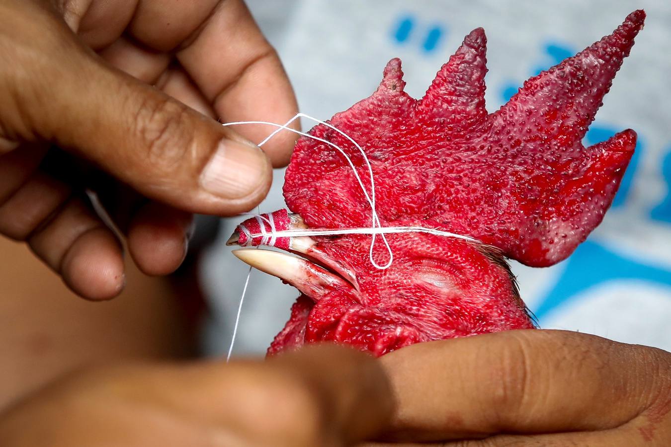 Fotos: Peleas de gallos en Tailandia