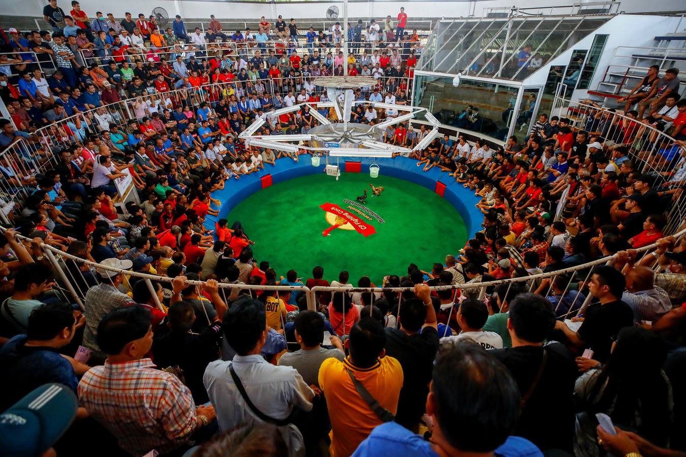 Fotos: Peleas de gallos en Tailandia