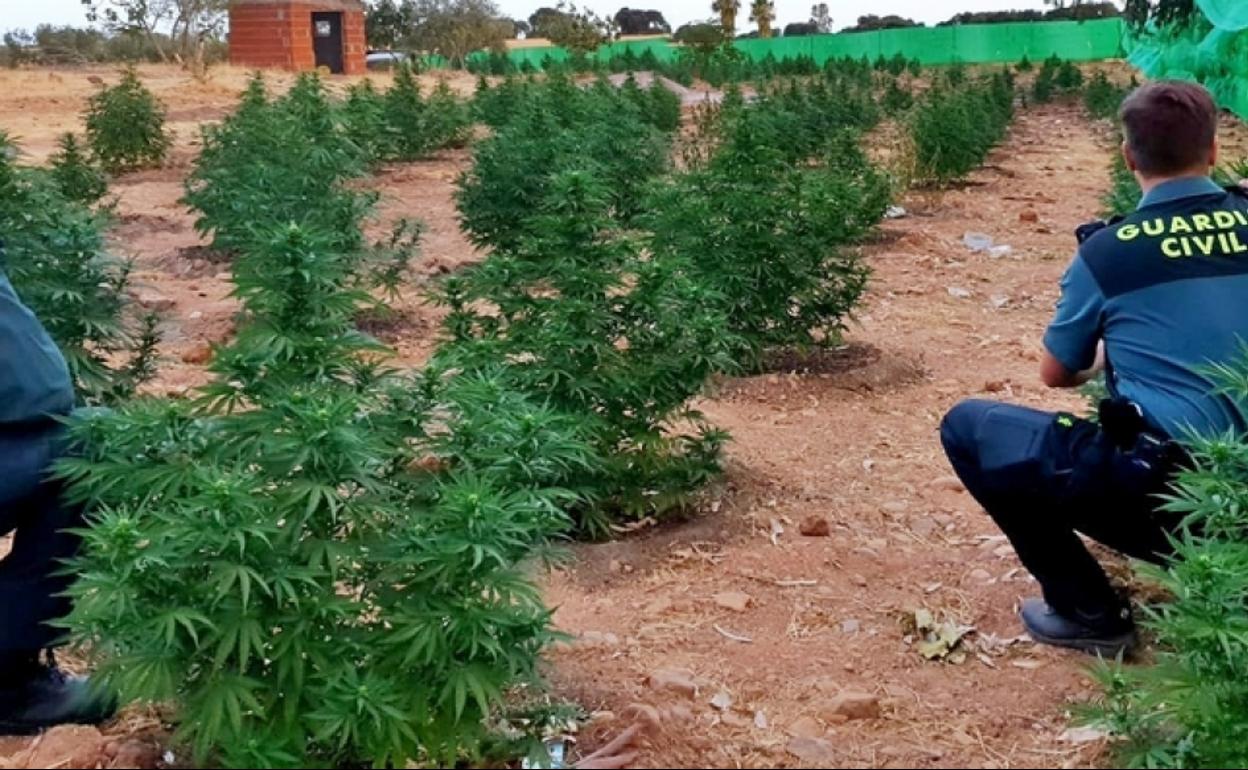 Plantación de marihuana oculta en una finca de Montijo.: 