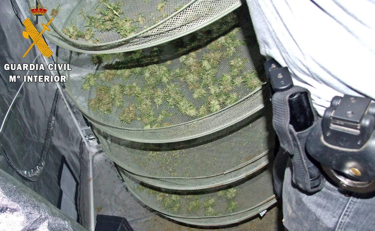 Detenidos cuatro vecinos de Azuaga y Cabeza del Buey por cultivo de marihuana