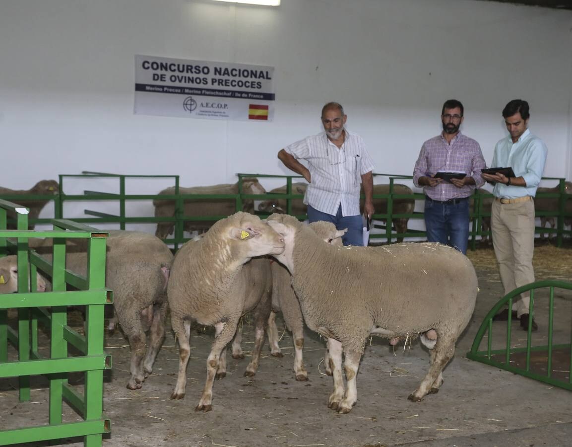 Fotos: Feria del ganado de Zafra