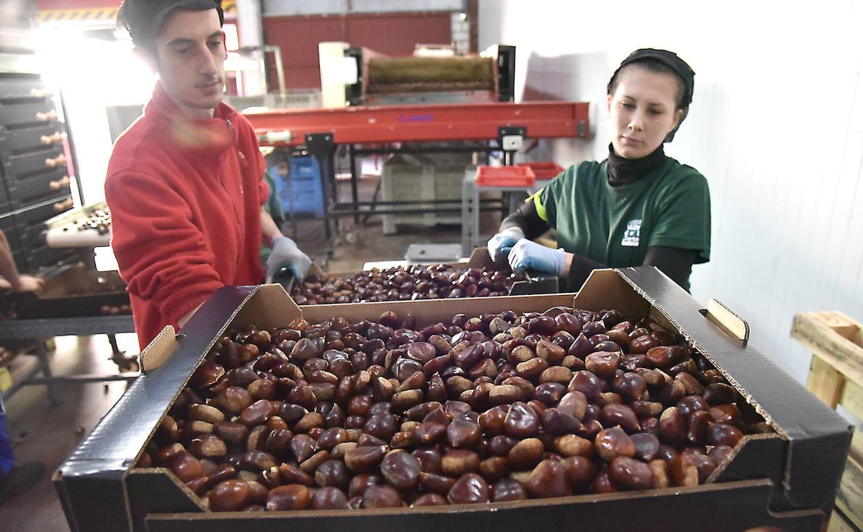 Castañas producidas en el Valle del Jerte:: HOY