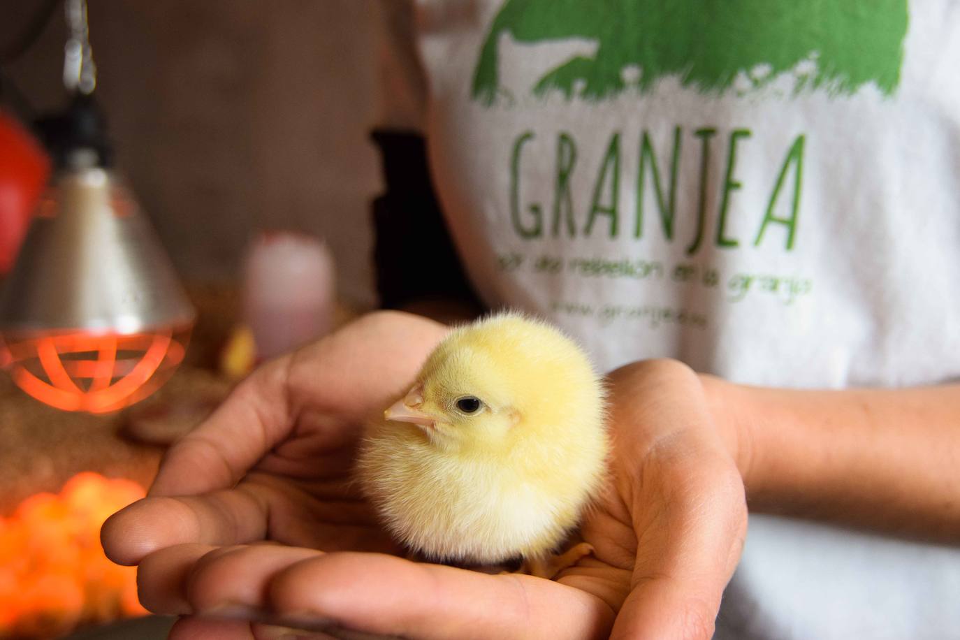 La empresa Granjea cría pollos y cultiva granadas con métodos ecológicos 