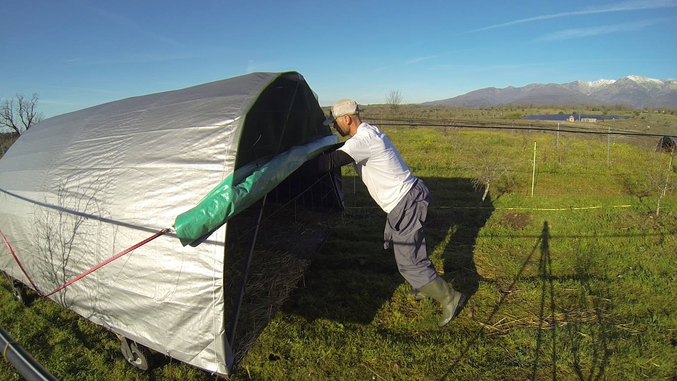 La empresa Granjea cría pollos y cultiva granadas con métodos ecológicos 