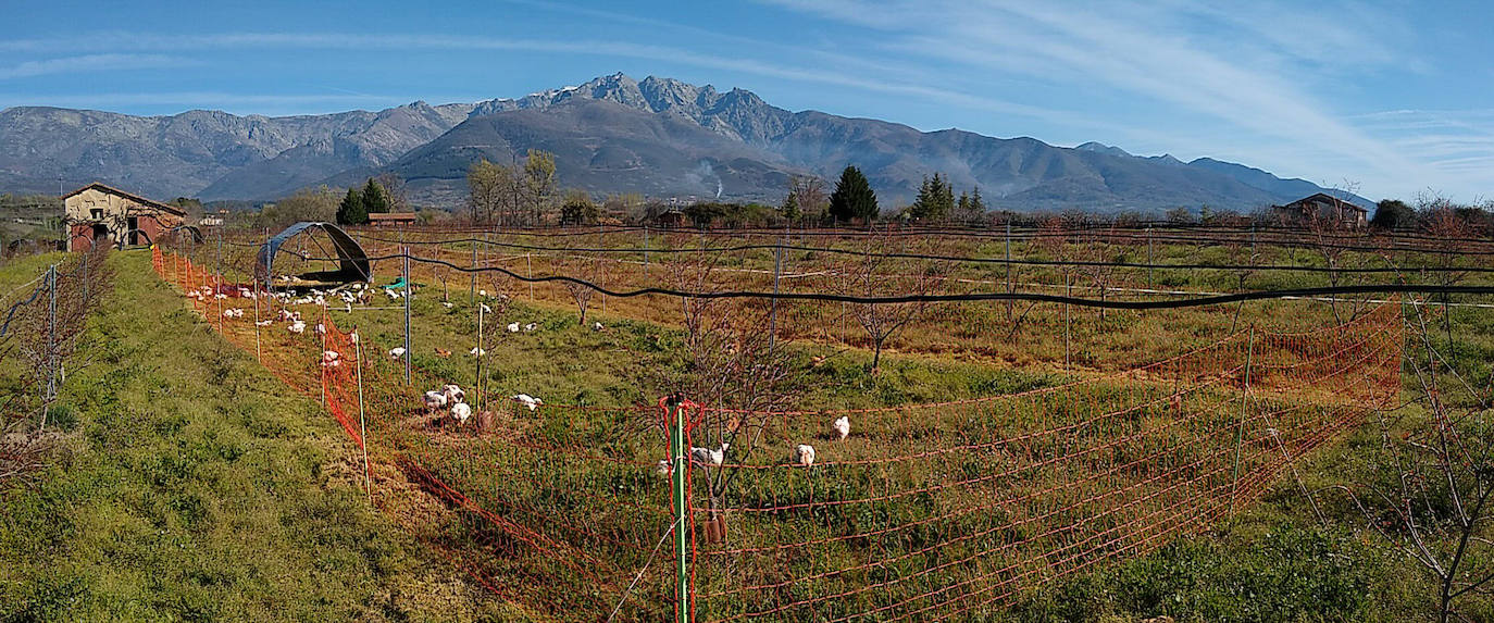 La empresa Granjea cría pollos y cultiva granadas con métodos ecológicos 