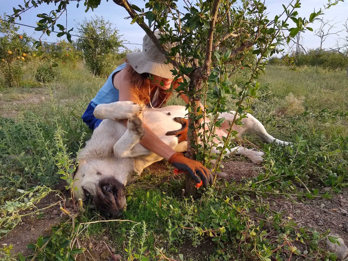 La empresa Granjea cría pollos y cultiva granadas con métodos ecológicos 