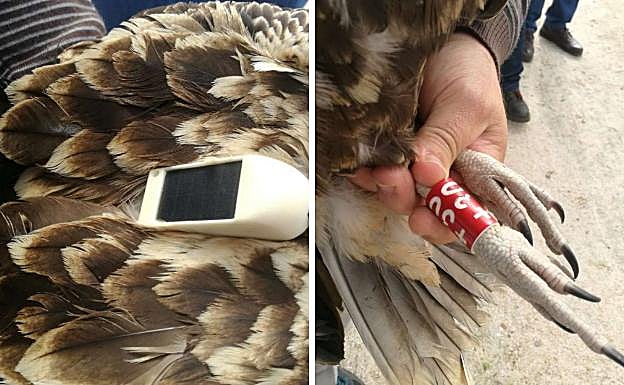 Al alimoche se le ha colocado un emisor GPS-GSM para su seguimiento. 